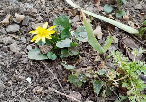 Первые Донецкие цветы, правда с недели обещают похолодание