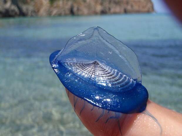 velella