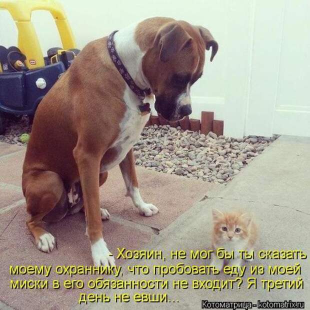 Котоматрицы(картинки с надписями)