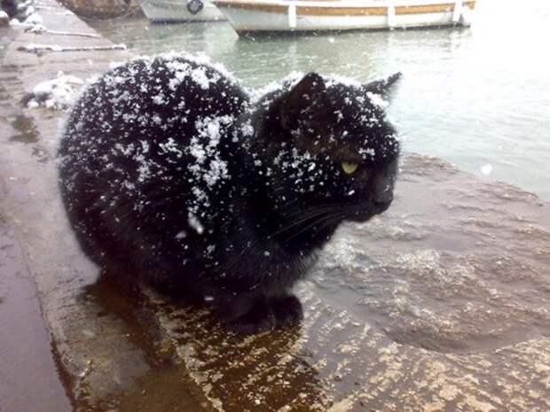 Реакция кошек на первый снег: 25 фото, которые поднимут вам настроение