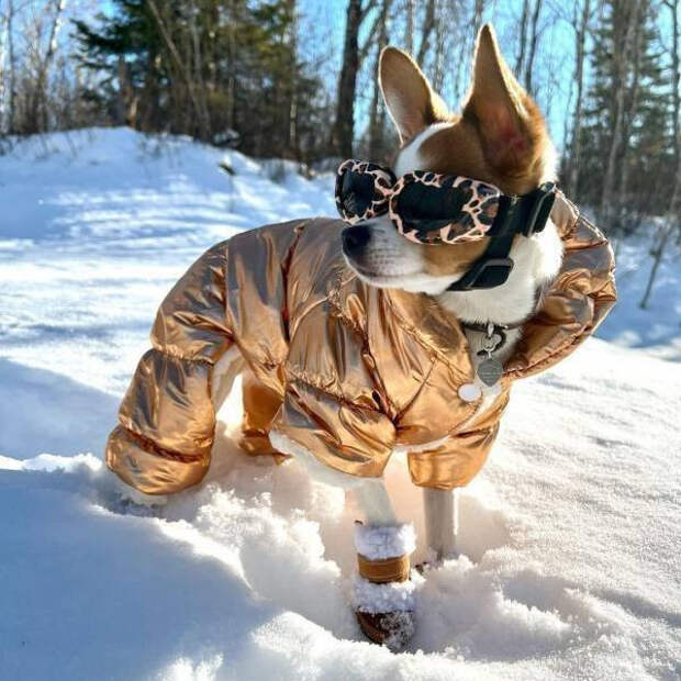 Снимки с забавными животными, которые заряжают позитивом