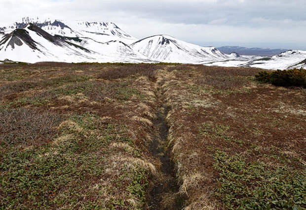 Медвежьи тропы