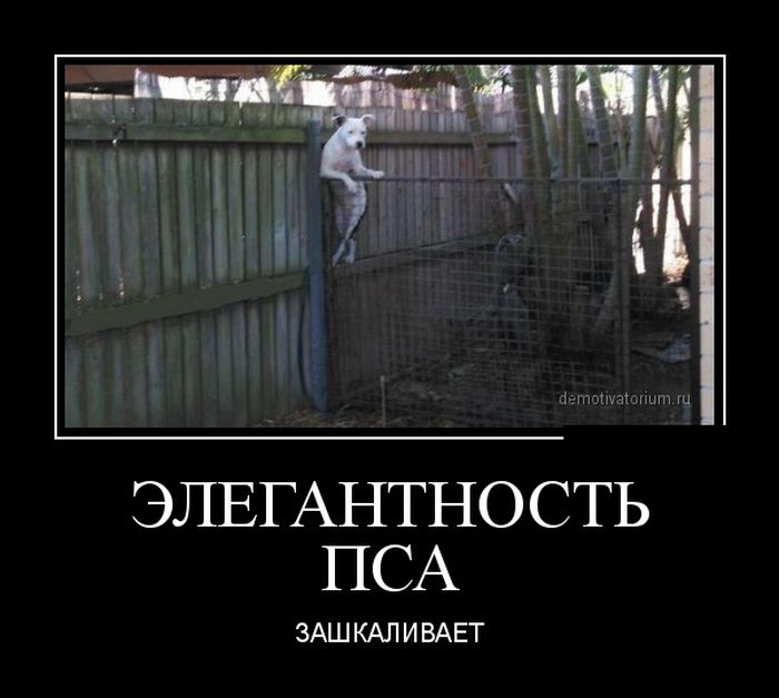 Демотиваторы (30 фото)