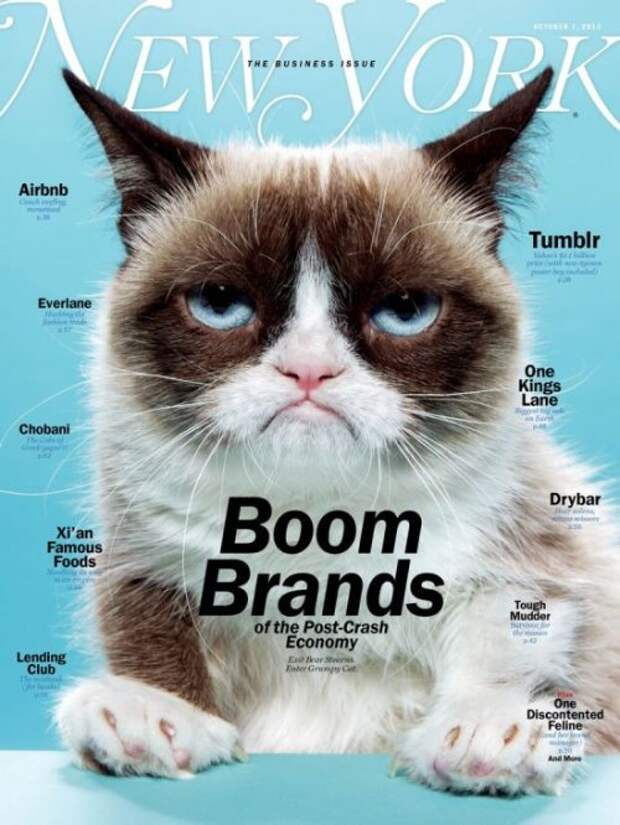 Grumpy Cat за 2 года обогатила свою хозяйку на 100 миллионов долларов (20 фото)