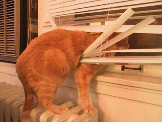 Коты и жалюзи Коты и жалюзи