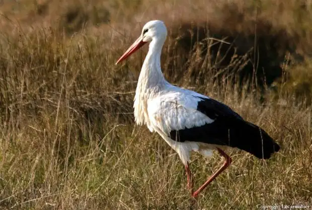 Белый аист (Ciconia ciconia), фото голенастые птицы картинка