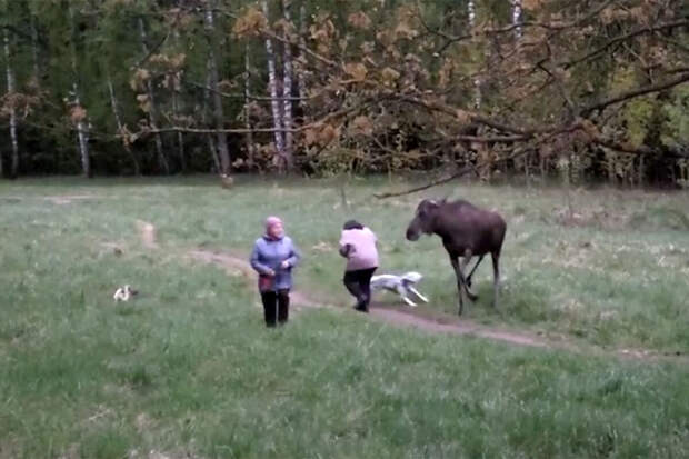 В Москве лось атаковал двух женщин в парке и попал на видео