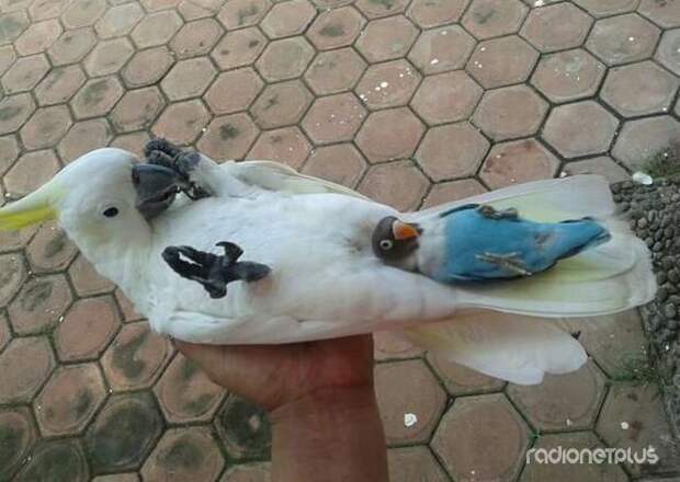 Эти смешные животные