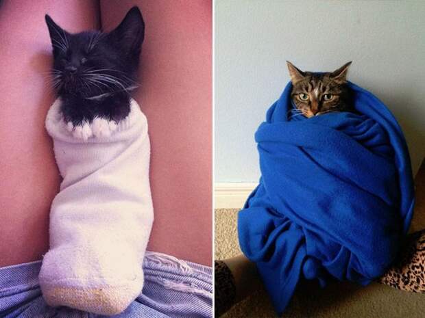 Кошачья шаурма кот, шаурма, юмор