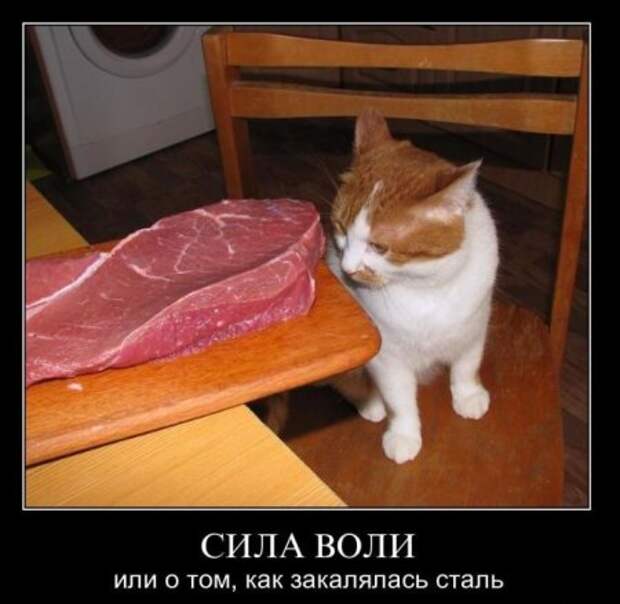 Новые смешные демотиваторы.