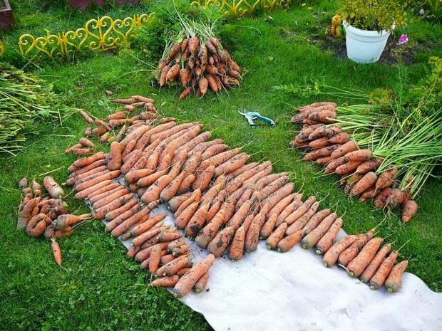 как вырастить морковь