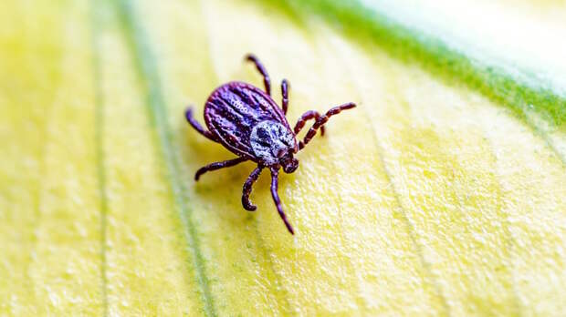 Любят пасмурную и влажную погоду: москвичей предупредили об осенней активности клещей