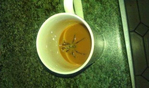 паук в кофе