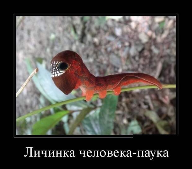 Демотиваторы демотиваторы, прикол, смех, юмор