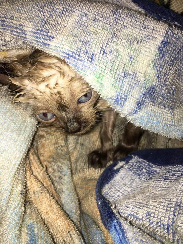 больной котенок