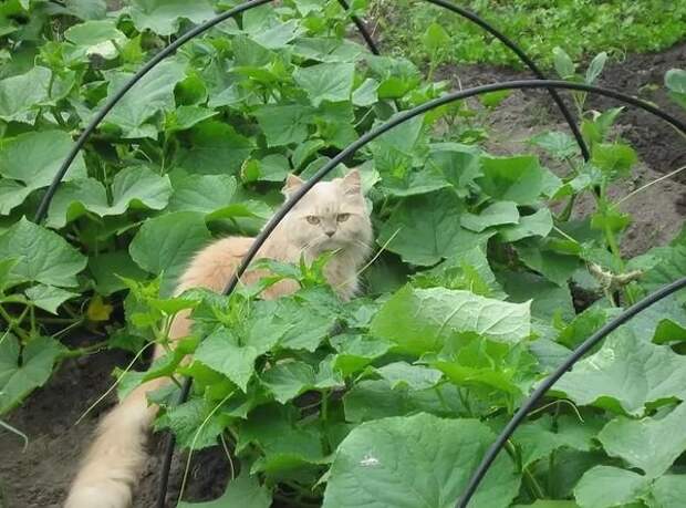 Фото с Klopik.com