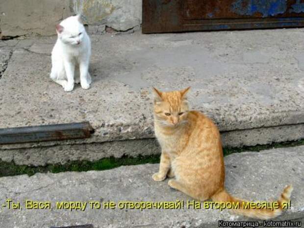 Забавные котоматрицы