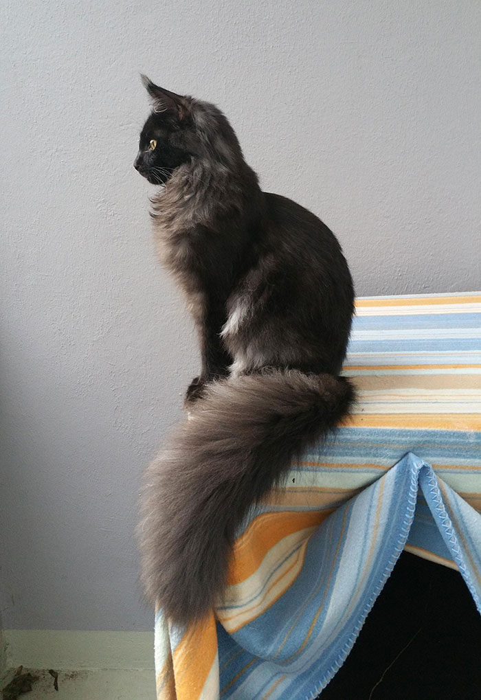 50 котят породы мейн-кун, которые ещё только ждут своего взросления
