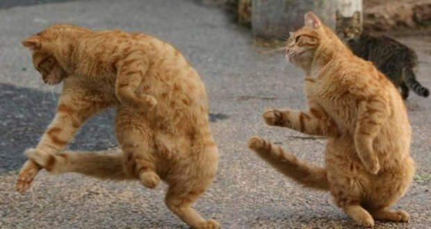 зеркальные коты повторюхи (9)