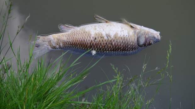 Названа причина массовой гибели рыбы в лимане на Ставрополье