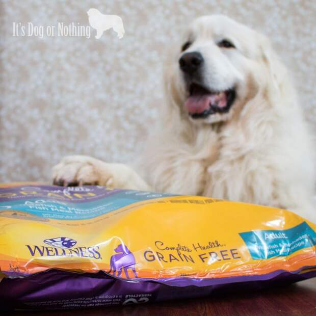 Does your dog show the 5 signs of wellness? Read why we're loving Wellness Complete Health to keep our Great Pyrenees happy and healthy!