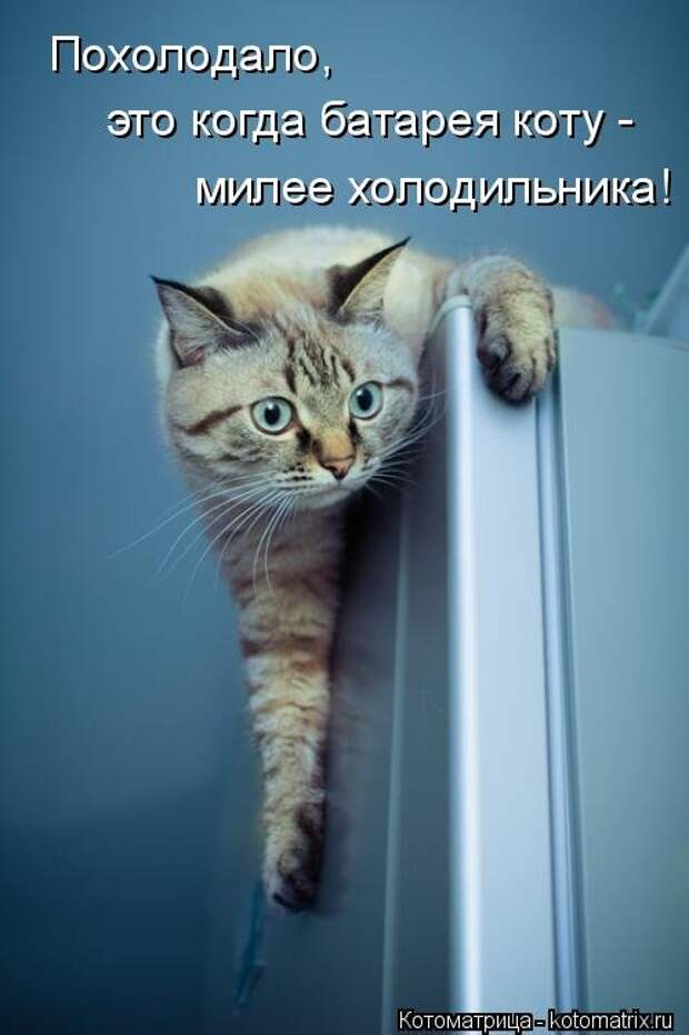 Новая котоматрица (36 фото)