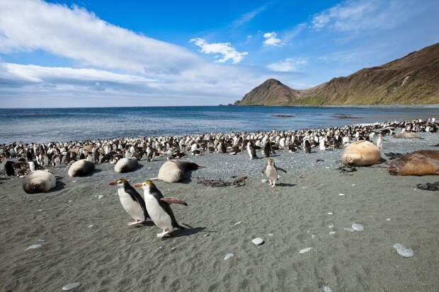 3. На Маккуори живут многие виды пингвинов, а также тюлени и альбатросы.