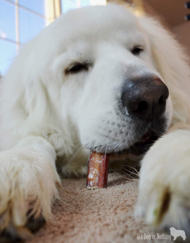 Bully sticks are a great treat for your dog and here are 5 reasons why!