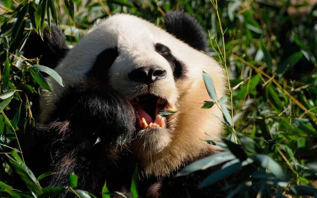 Панда в зарослях бамбука