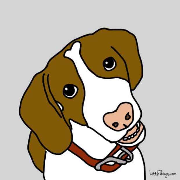 10 способов которыми собака говорит что любит вас