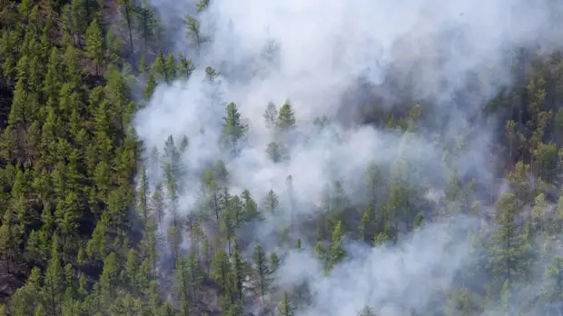 В МЧС сообщили о пожаре в парке «Лосиный Остров» в Подмосковье