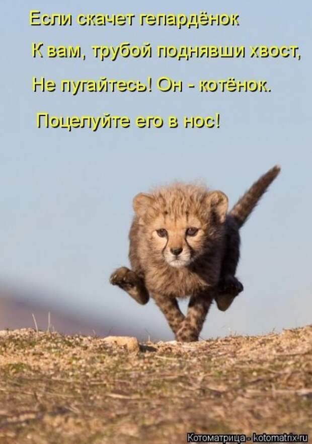 Прикольные котоматрицы