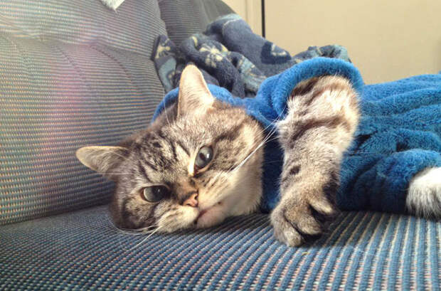 Лицо попроще: животные отличающиеся удивительной внешностью Лицо попроще: животные отличающиеся удивительной внешностью животные, история, факты