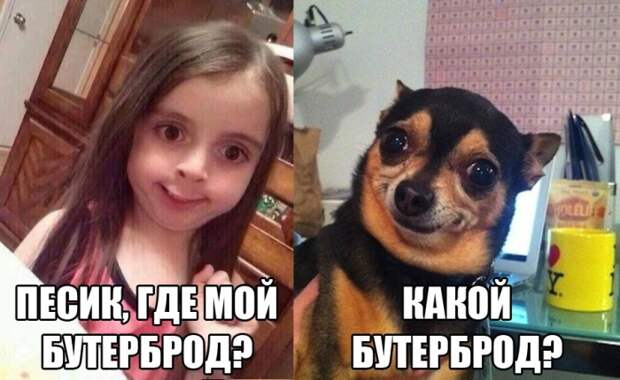 Смешные картинки с подписями картинки, прикол, юмор