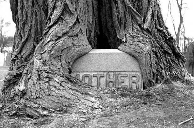 Надгробие, поглощенное деревом время беспощадно, время идет, до и после, интересное, подборка, природа, тогда и сейчас, фото