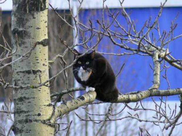 Коты, что парят, словно птицы Коты, что парят, словно птицы