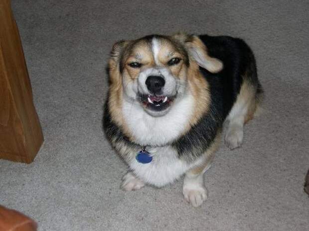 zhivotnye-chihayuschie-kartinki-koshki-sobaki-smeshnye-zhivotnye-kote