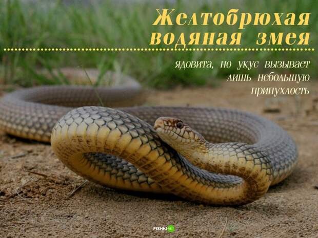 Мужики не нужны: 10 примеров из живой природы Зачатие, без самцов, живая природа, партеногенез, потомство