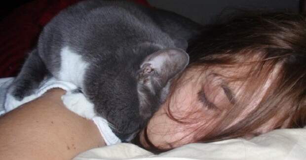 Теория вторая, ароматная коты, сон, хозяева котов