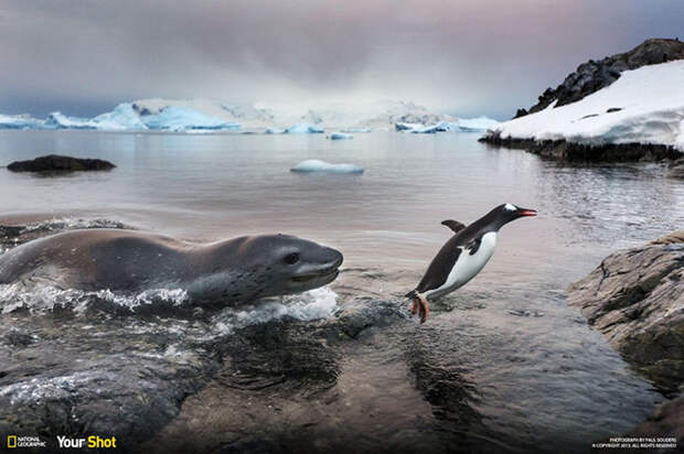 Лучшие снимки National Geographic 2015