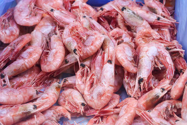 В Азовском море появился и уже размножился новый вид креветок