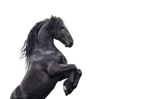 Лошадь — это красиво! 18 завораживающих фотографий свободолюбивых скакунов