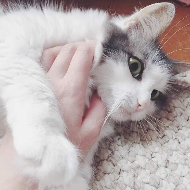 Китя. Китя кошка. Китя Китя. Кот Китя Китя. Супер милый Китя.