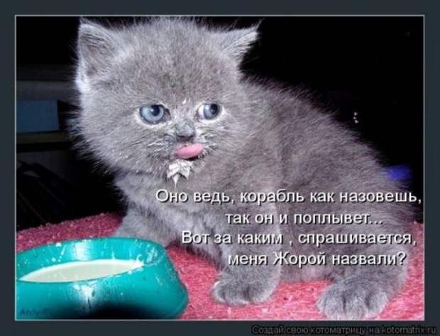 Лучшие котоматрицы недели, 35 шт.