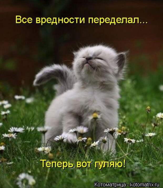 Котоматрицы(картинки с надписями)