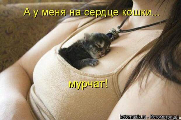 Свежая прикольная котоматрица (34 фото)