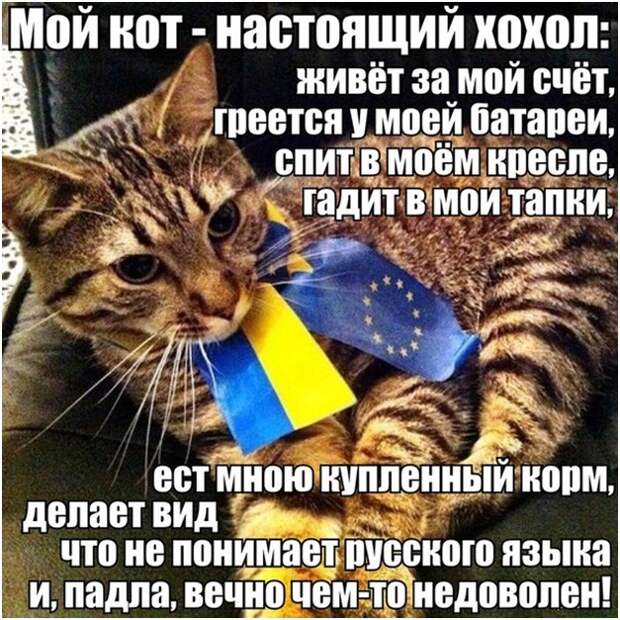 Кот-хохол