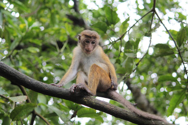 Иностранец заставлял обезьяну пить алкоголь и курить вейп в тайском баре