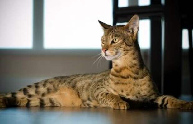 interesting  Top 10 Most Expensive Cat Breeds in the World