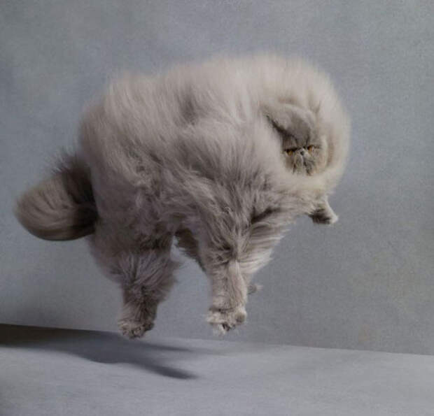 3. Пушистые коты могут дать много классных идей для фотосессий. 